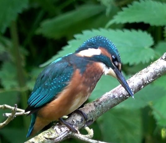 POODUNNIT? Intro Promo