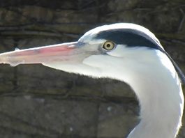 “POODUNNIT?” Heron Promo