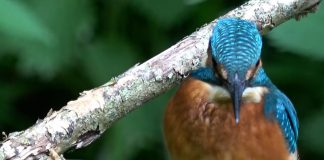 “POODUNNIT?” Birds Promo