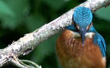 “POODUNNIT?” Birds Promo