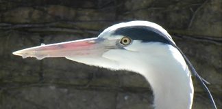 “POODUNNIT?” Heron Promo