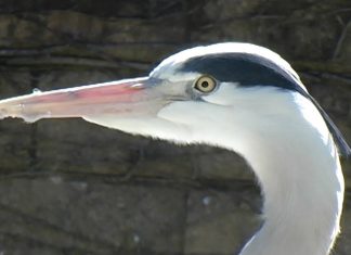 “POODUNNIT?” Heron Promo