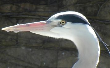 “POODUNNIT?” Heron Promo