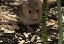 “POODUNNIT?” Harvest Mice Promo