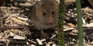 “POODUNNIT?” Harvest Mice Promo