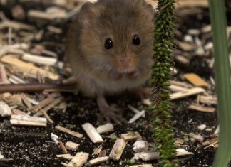 “POODUNNIT?” Harvest Mice Promo