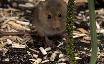 “POODUNNIT?” Harvest Mice Promo