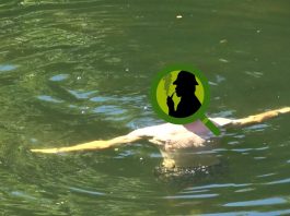 “POODUNNIT?” Logos/Poo Promo