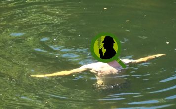 “POODUNNIT?” Logos/Poo Promo