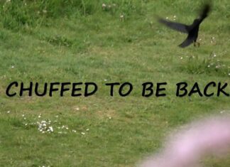 Chuffed To Be Back?