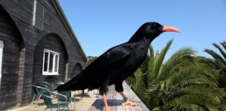 Chuffed To Be Back? – Promo