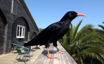 Chuffed To Be Back? – Promo