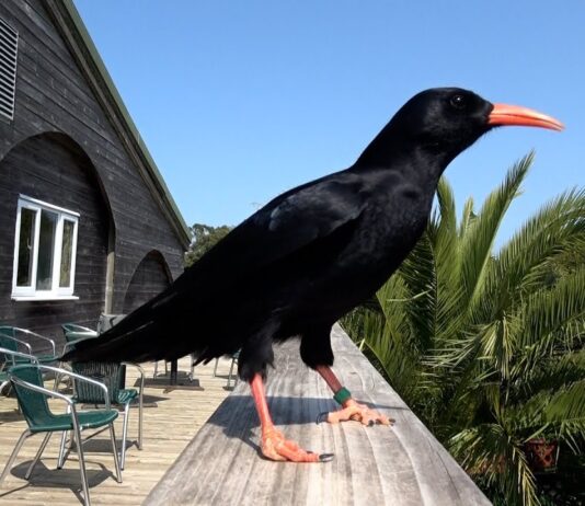 Chuffed To Be Back? – Promo